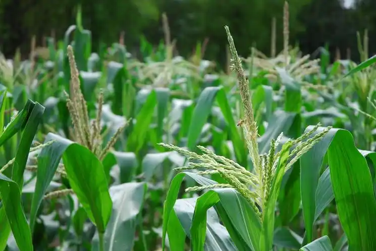 品種征集中！2026柯木塱春季鮮食玉米專題展示等你報名